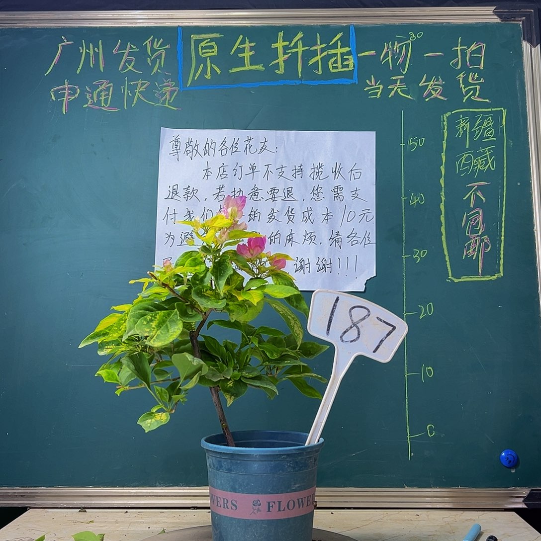 当前无花栽培后可以开花 福利 斑红樱  187
