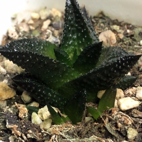 哥斯拉带2侧牙带盆发货