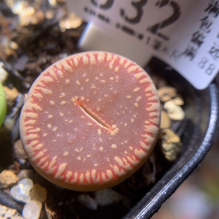 精品生石花28.532