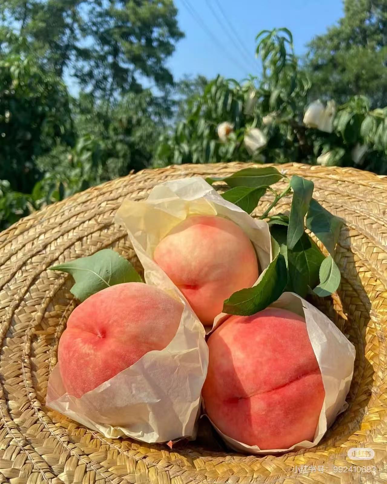 【达吾水果】龍泉驿水蜜桃礼盒