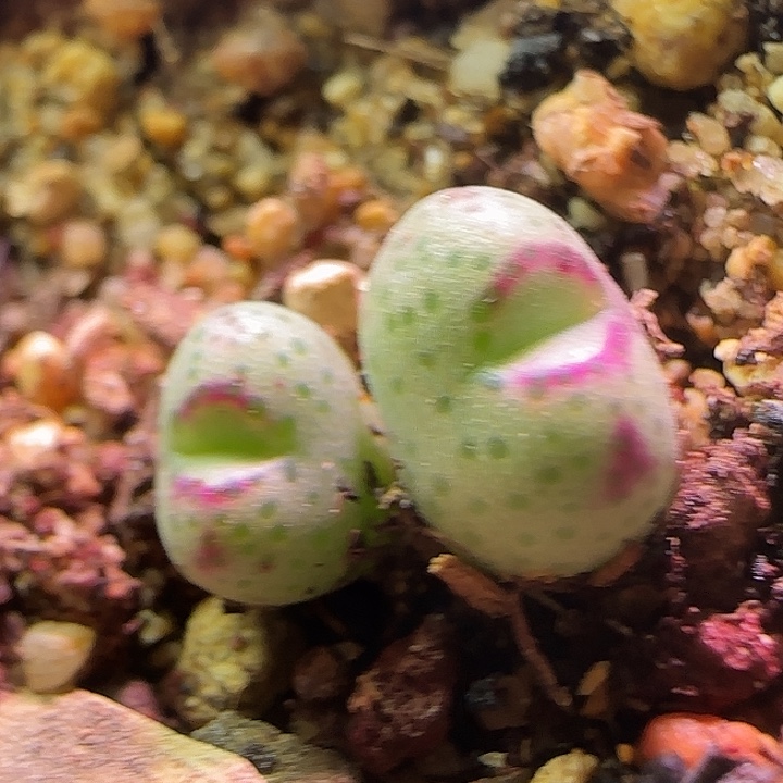 600 开播福利来啦。     