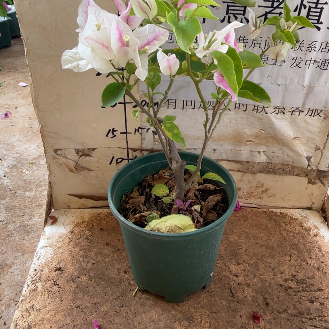 当前无花栽培后可以开花4h1