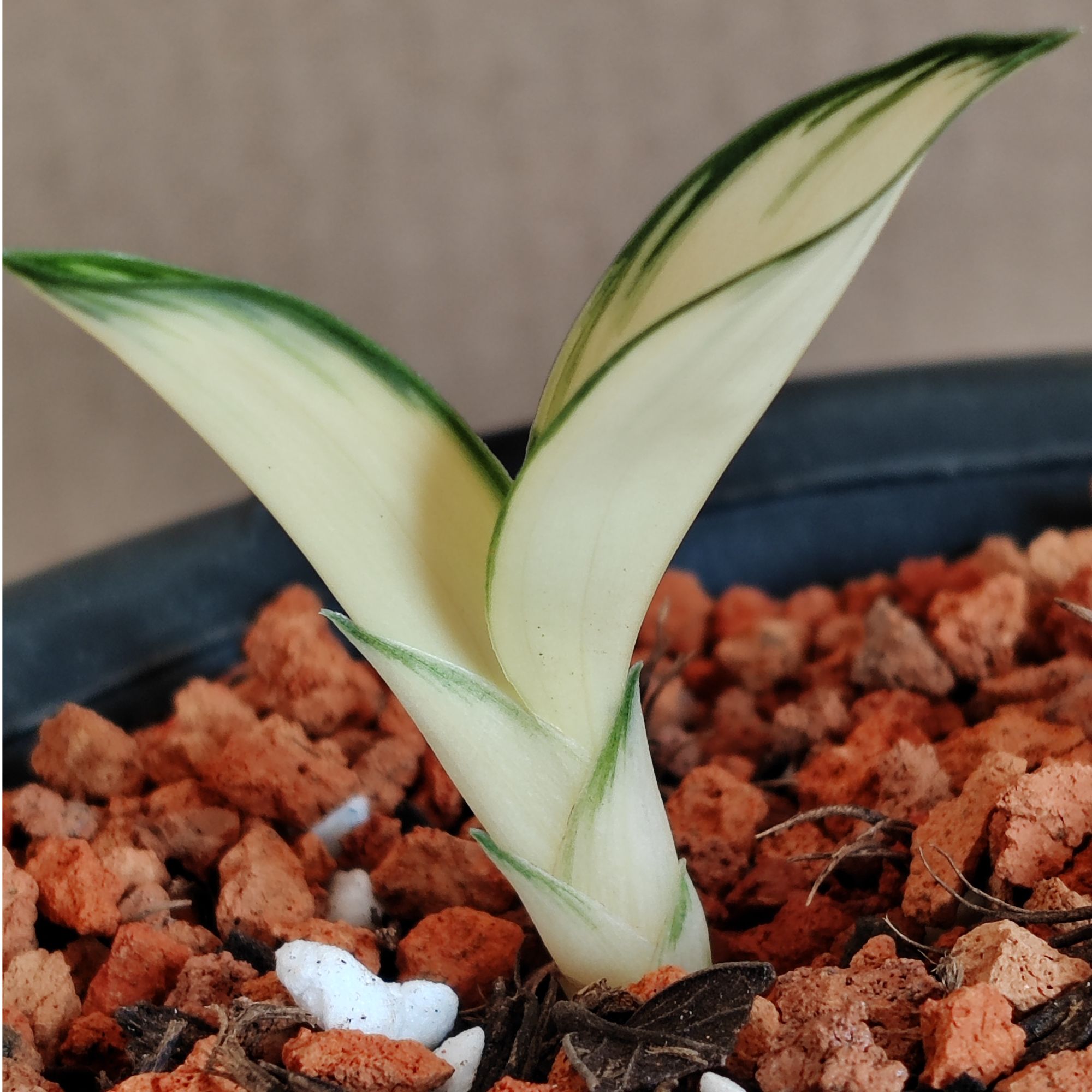 云南小花姐兰草艺草一物一拍1号链接奇花中透艺草资源