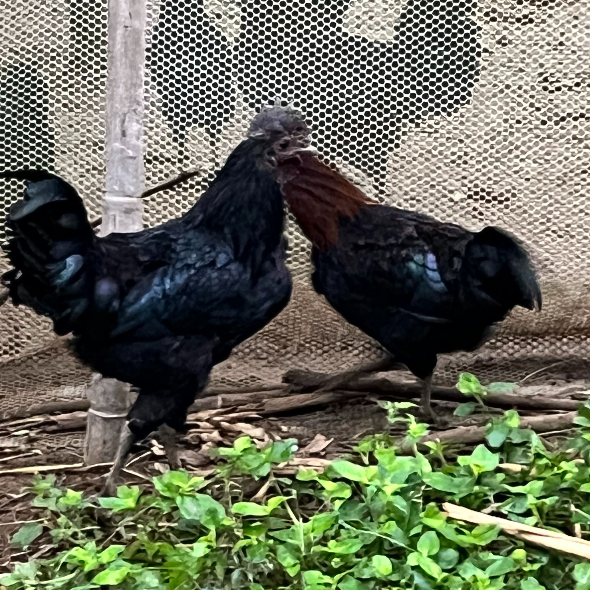 【农家乌骨鸡】四川珙县农家散养粮食喂养乌骨鸡 土鸡1只 4斤左右