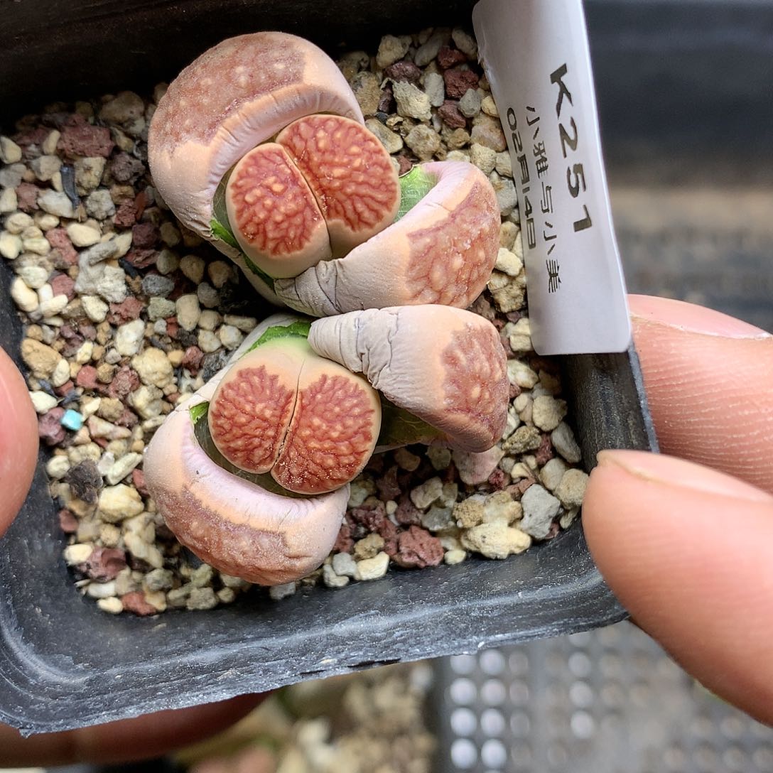 K251多肉植物保护