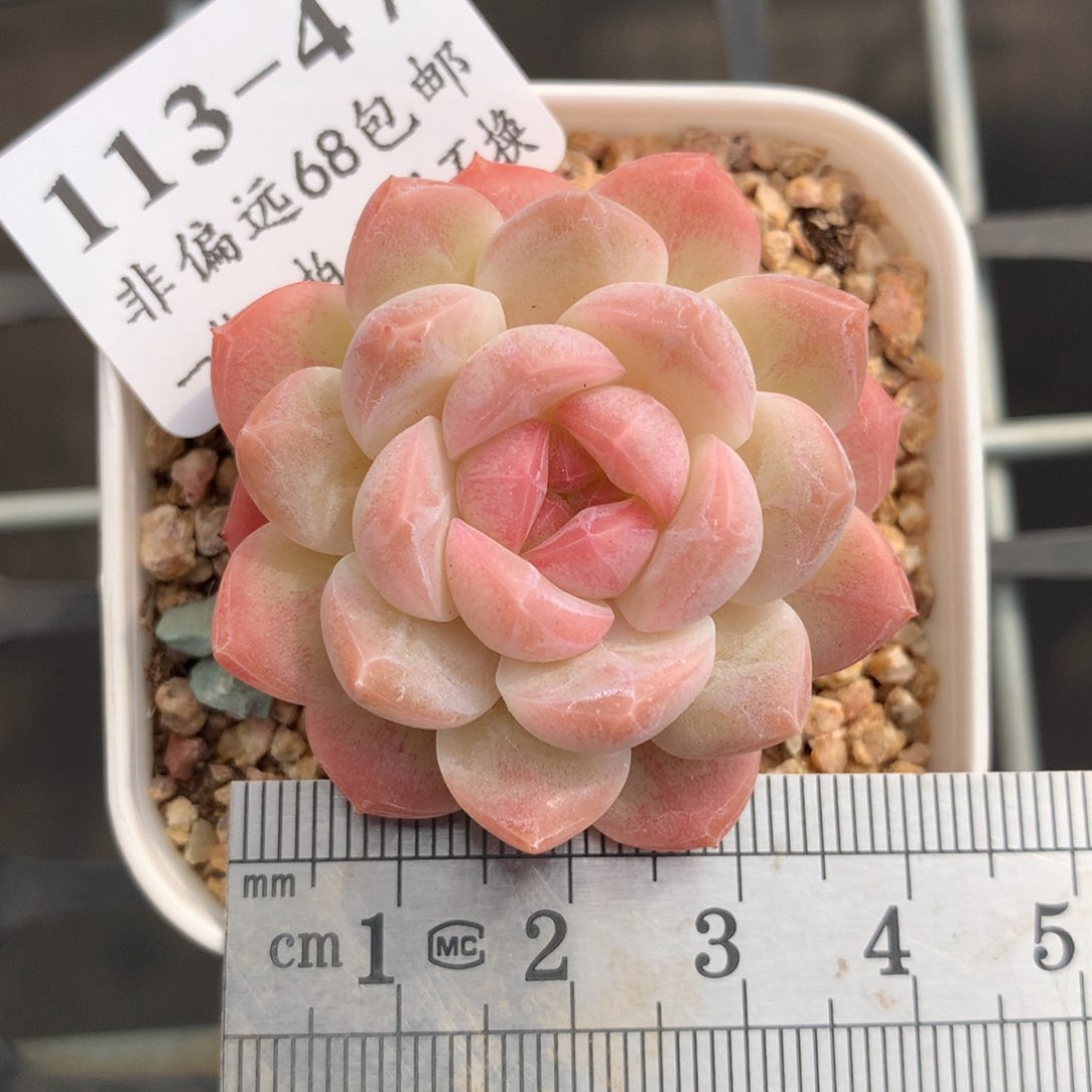 47。白桃汽水。粉油心。