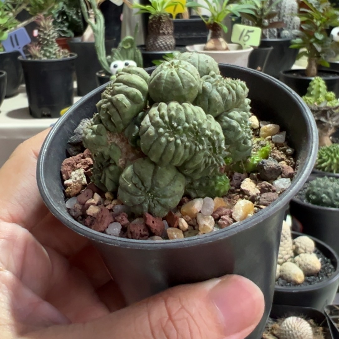 布纹球缀化带盆111111111