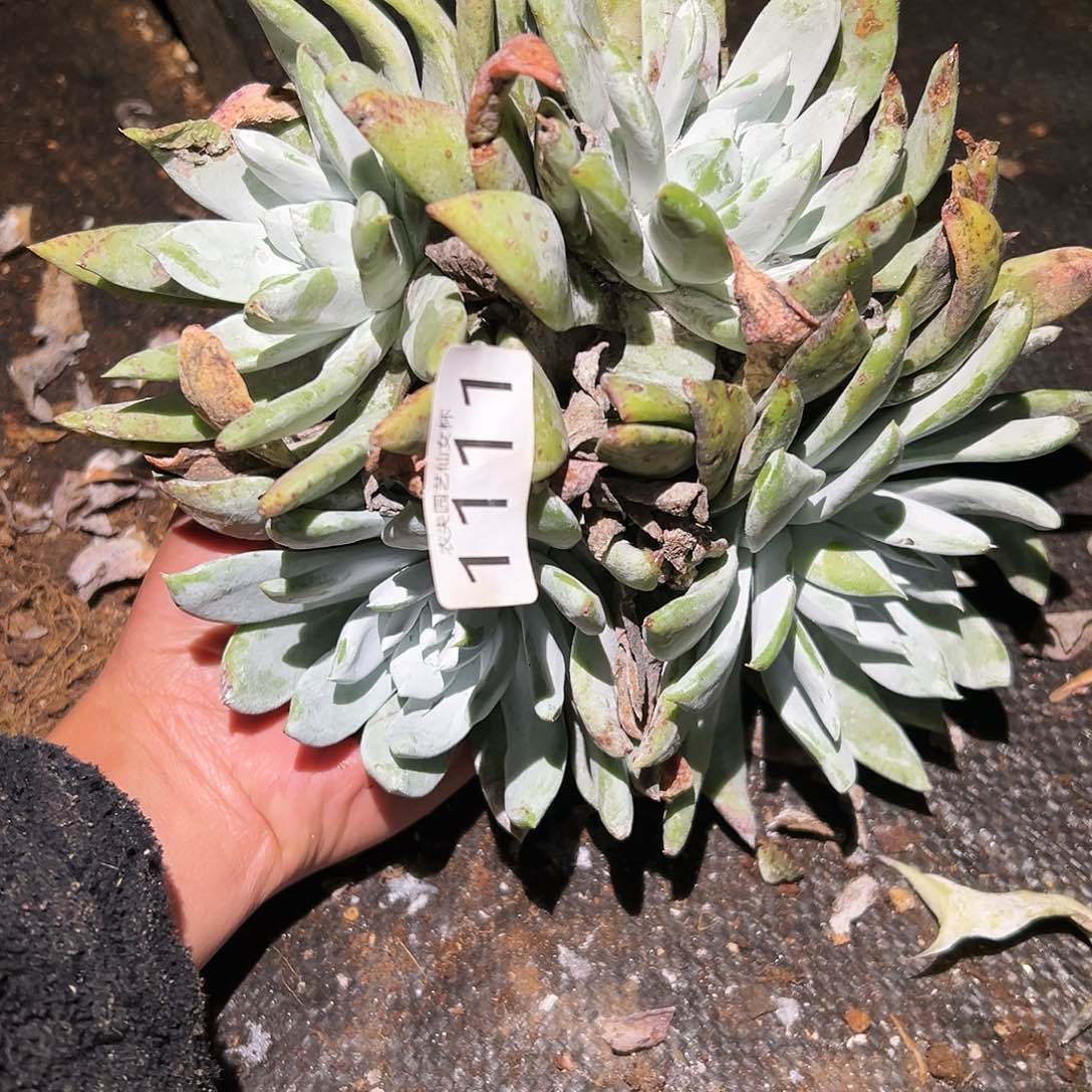 肥厚叶个体赛琳娜仙女杯多肉，