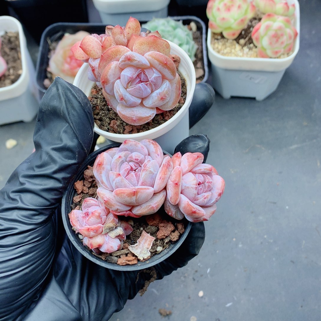 宝*呀58包邮  群生不包整宝儿