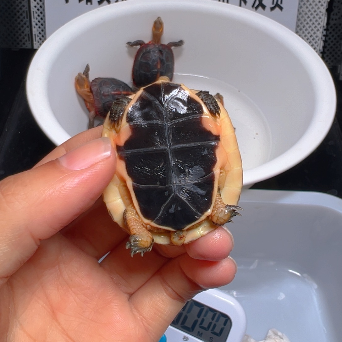 绿毛龟母皖南瑕疵