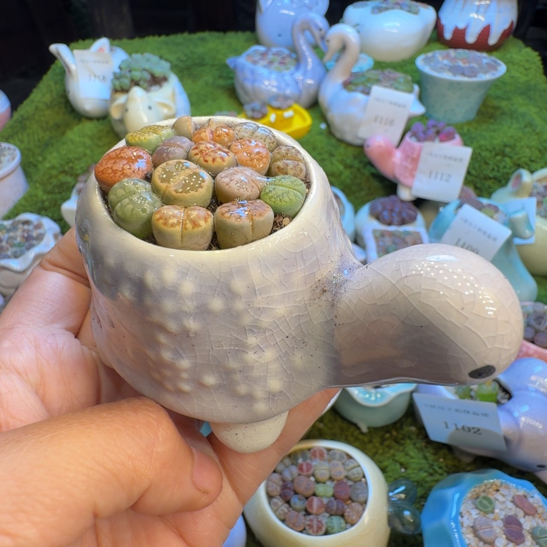 1***-多肉开播福利价1119