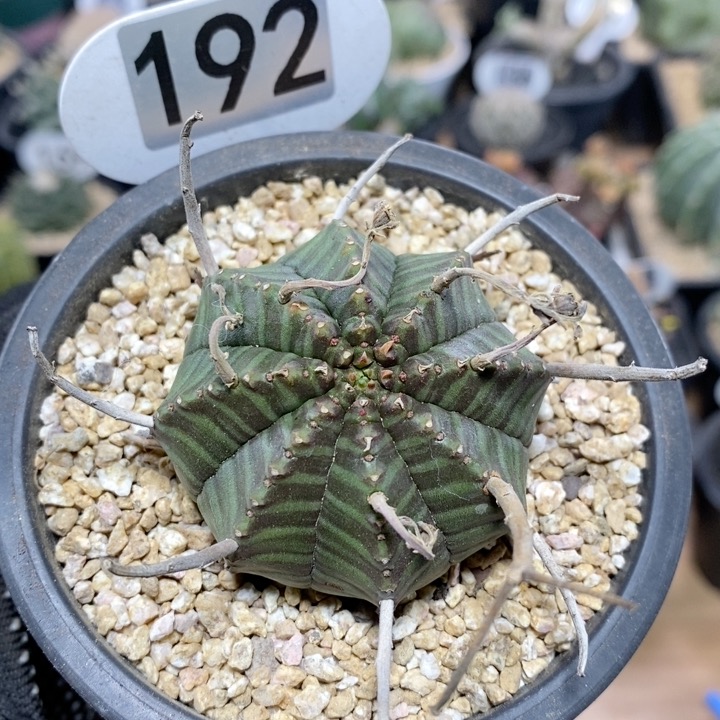 192号实生法丽达大戟5.2cm