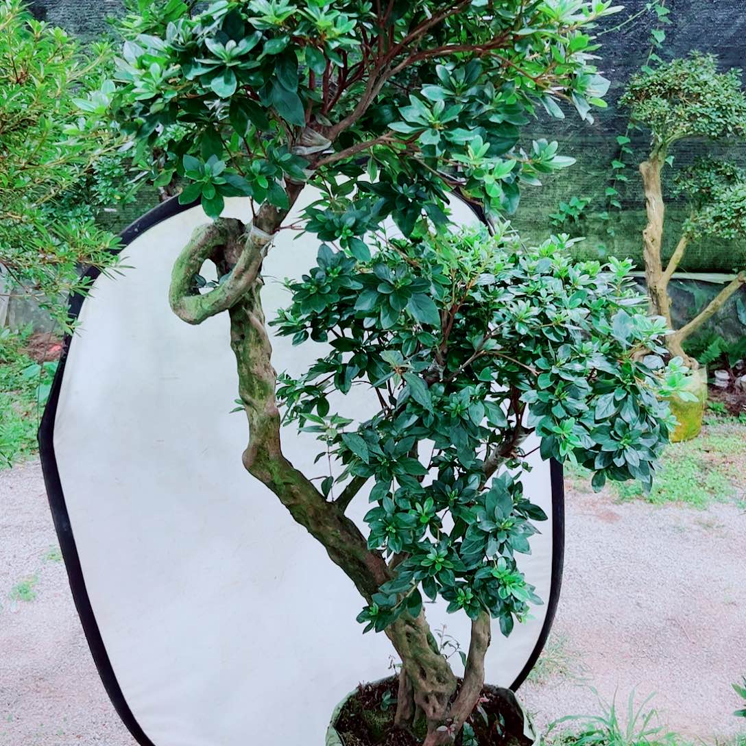无花朵不包邮不包邮