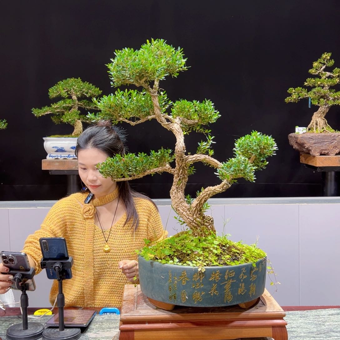 黄杨盆景老桩四季长青