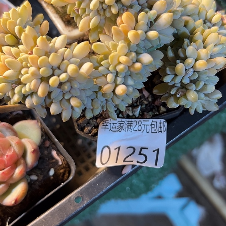 幸运的人是你的幸运