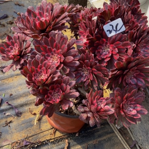 紫霞仙子23多肉不包断