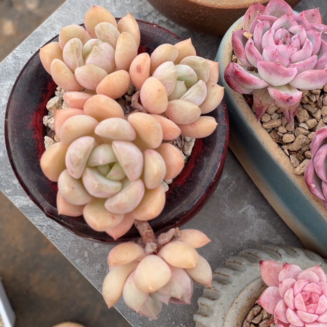 蜜桃格林四头飘枝群生