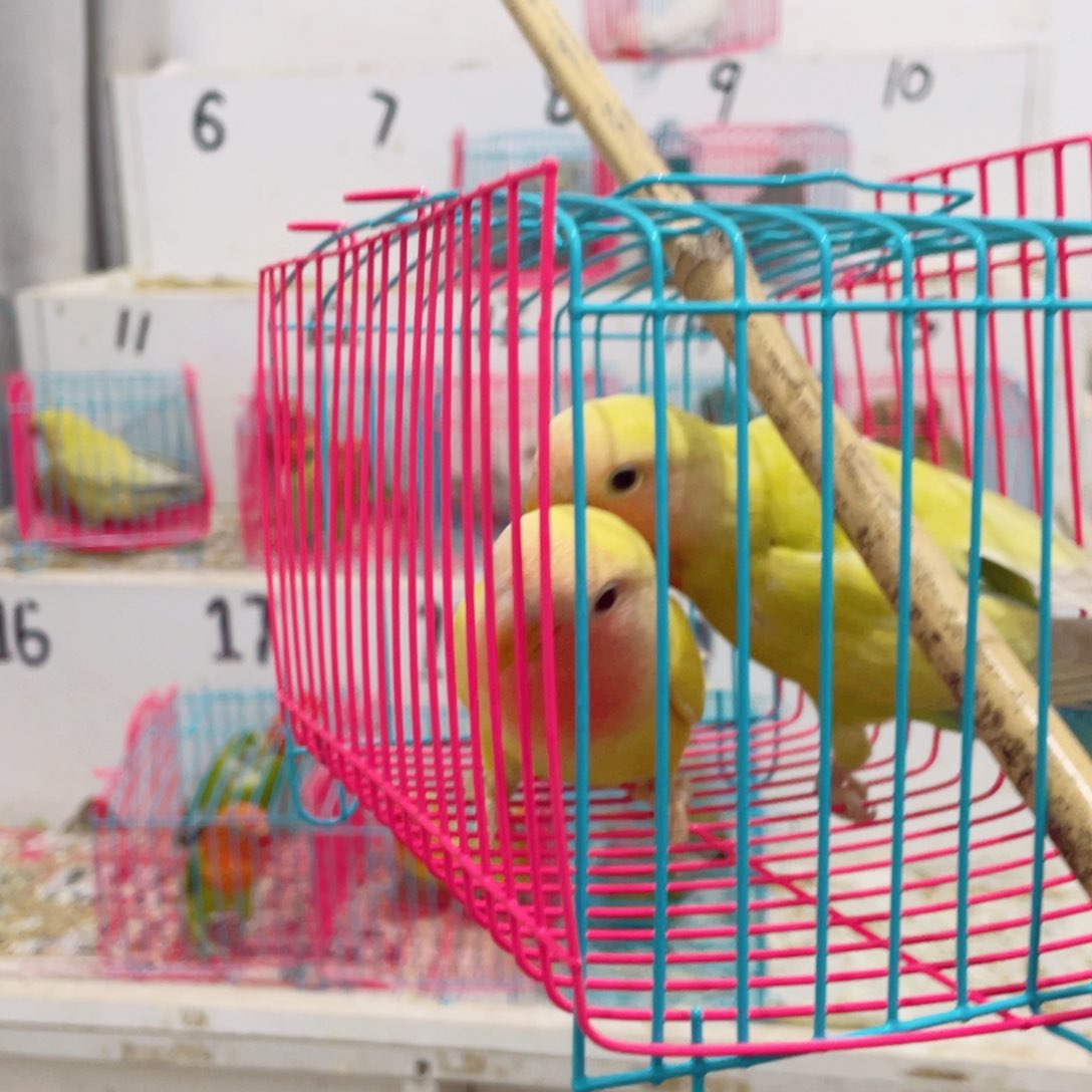 桃脸牡丹鹦鹉阿*牡丹