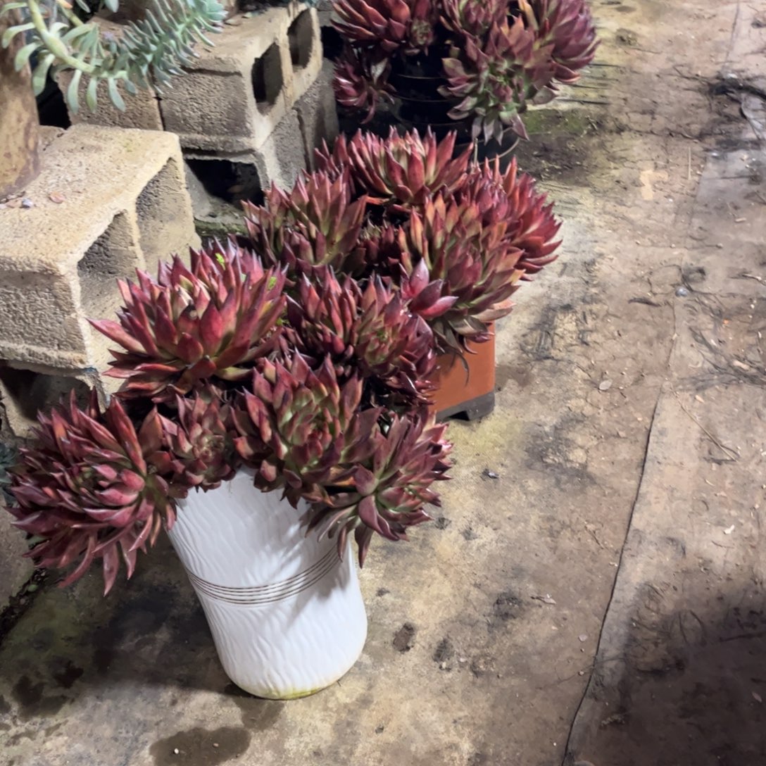 阑***院多肉植物保护研究所所长