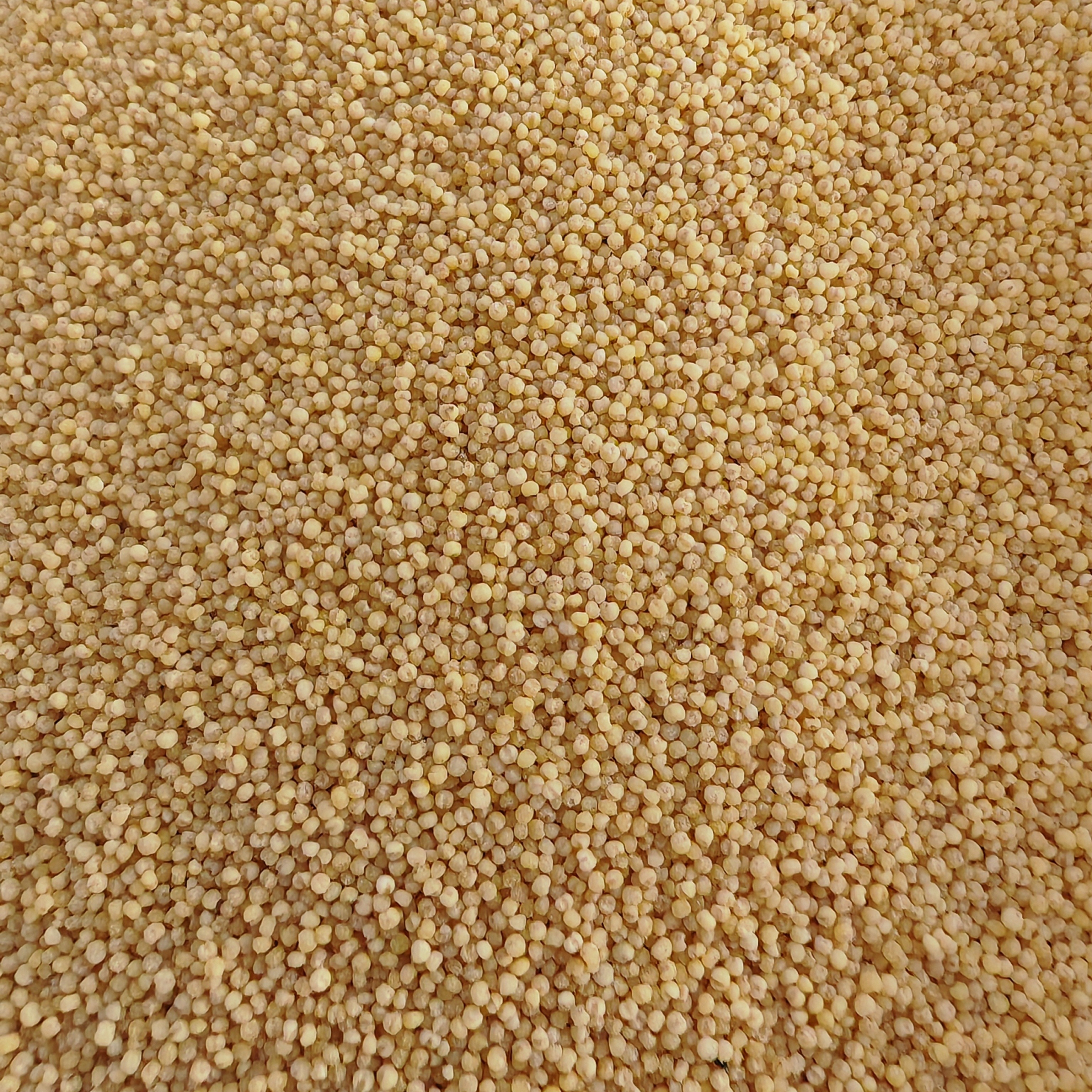 大洼·张家庄小米，旱田生长，无任何添加剂