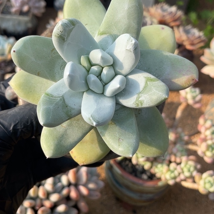 多肉植物拇指正常版