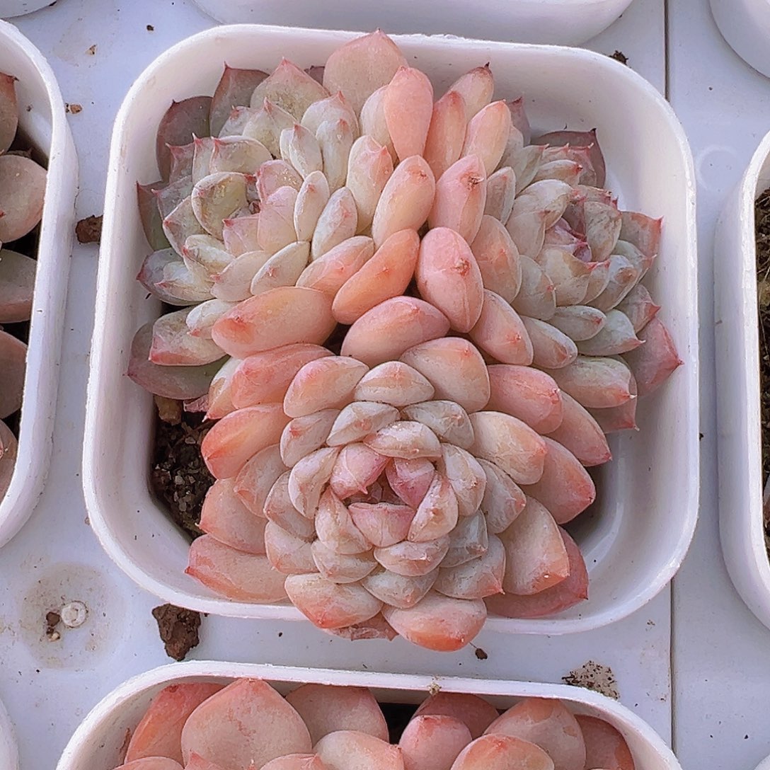 冰葡萄群19包邮多肉