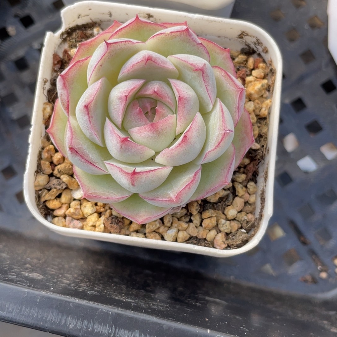 巾****Z1389白底蕾丝边女王