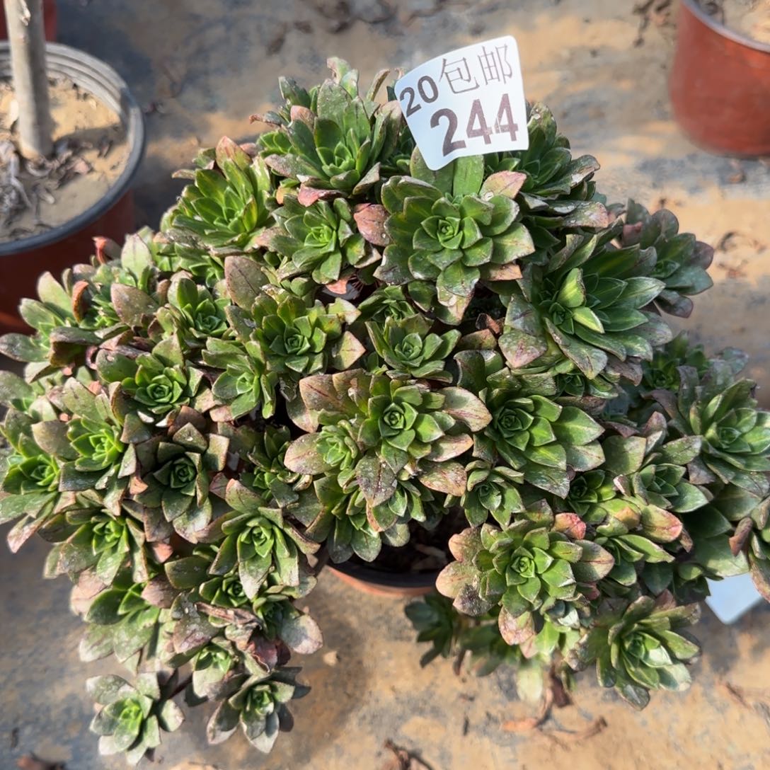 花茶阴阳244满20包邮断枝不包
