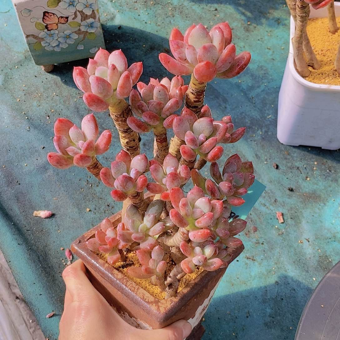 786多肉植物老桩