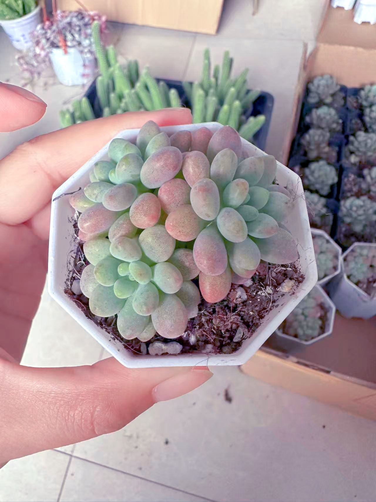 八角盆鱼子酱多肉植物（满9.9元包邮发货）