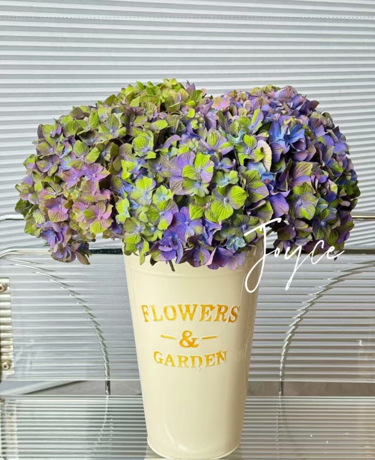 【的士绣球鲜花】云南产地直发 | 新鲜采摘