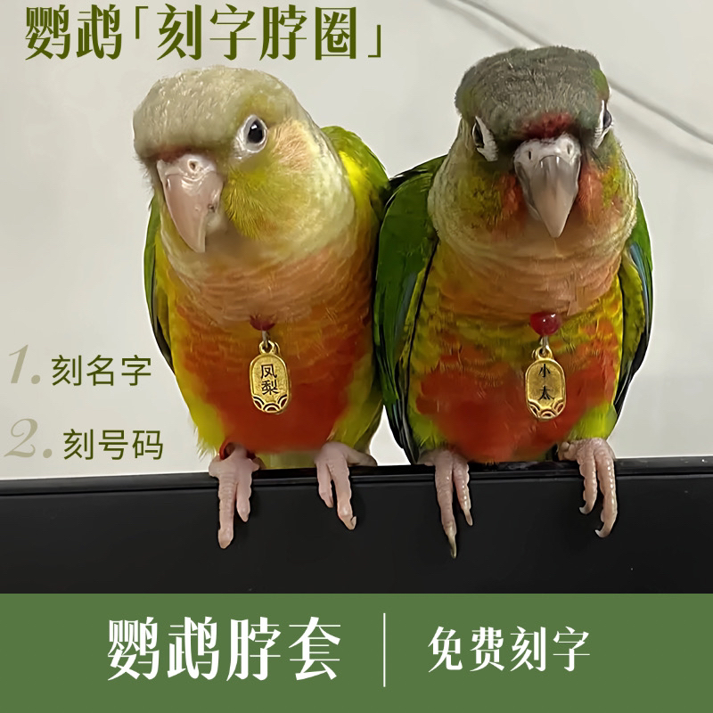 鹦鹉脖套刻字定制遛鸟栓鸟链子玄凤牡丹和尚吸蜜金太阳脚环脚链