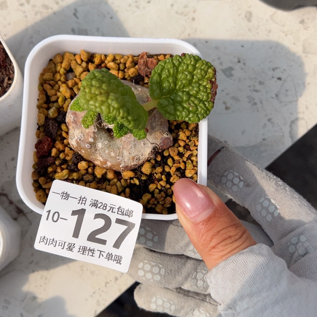 断崖王子多肉多多肉