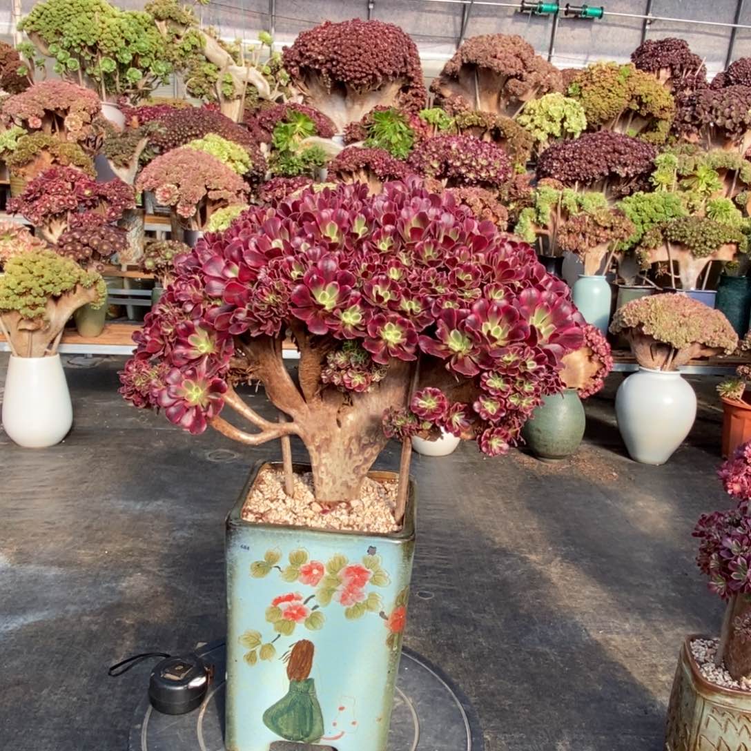 美杜莎朵朵缀不带盆土
