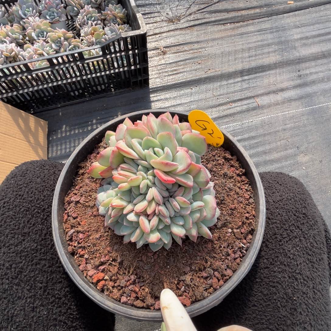 千***妖g2泡芙缀化无砍的