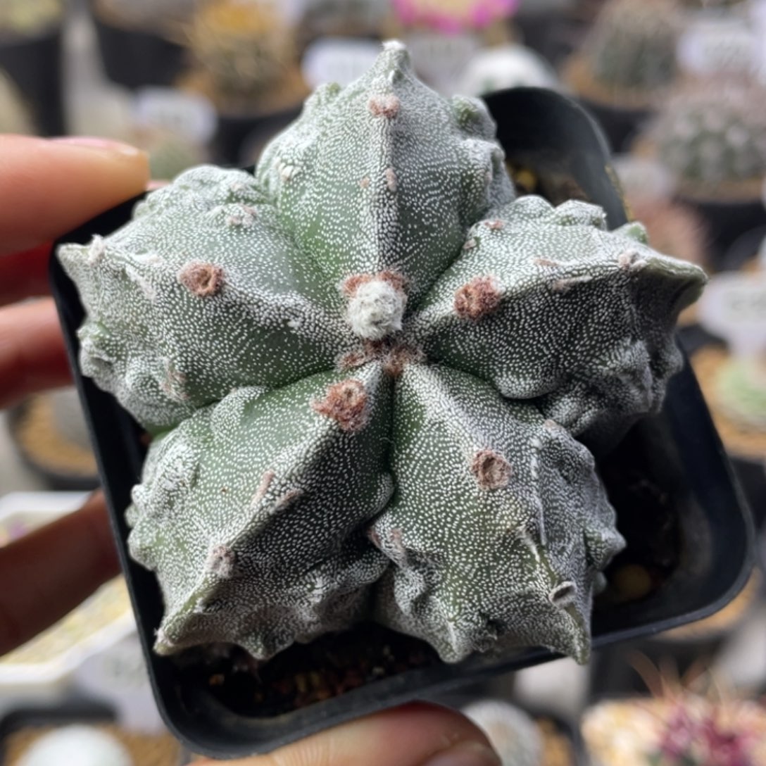 核桃             实生根