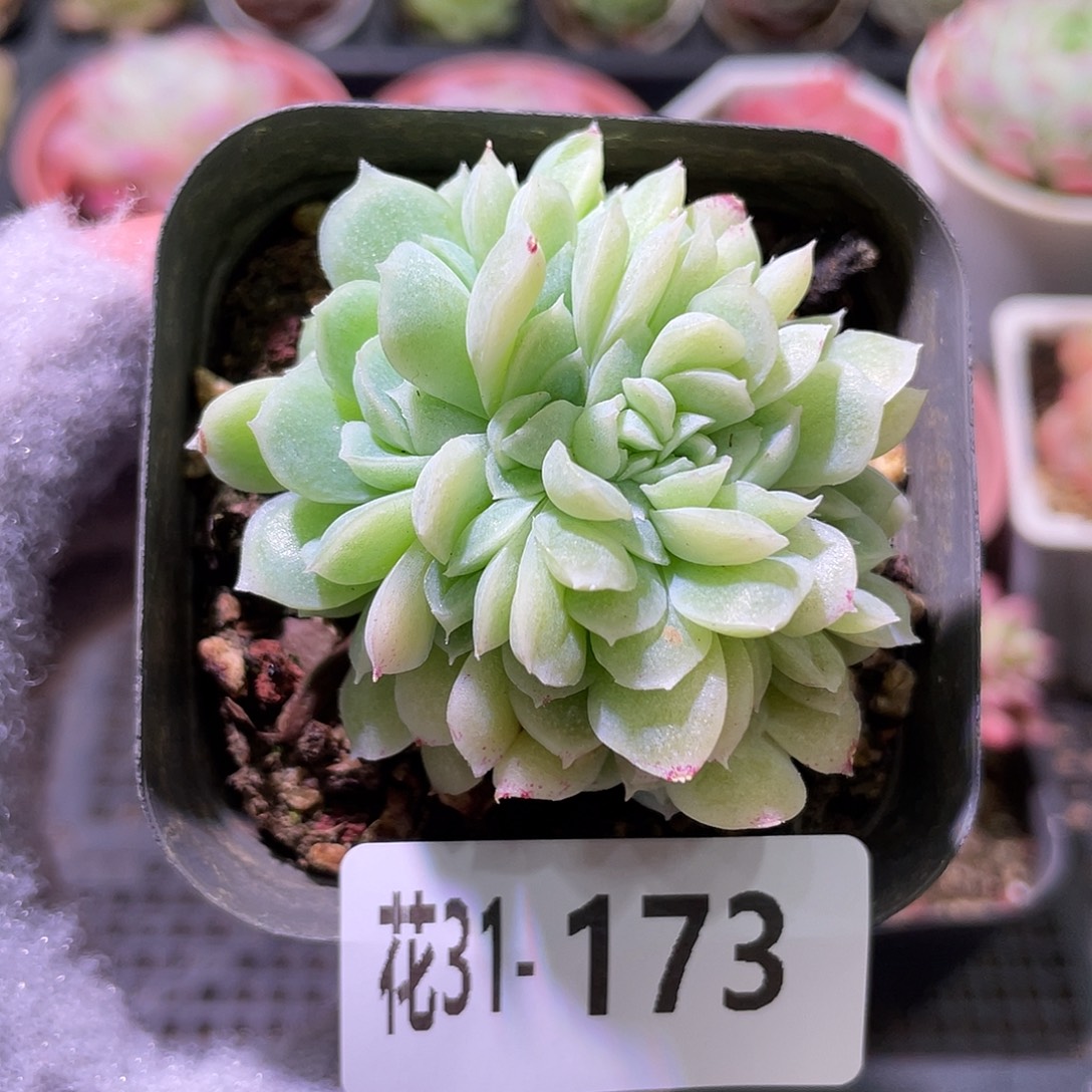 花利美31-173新品缀化