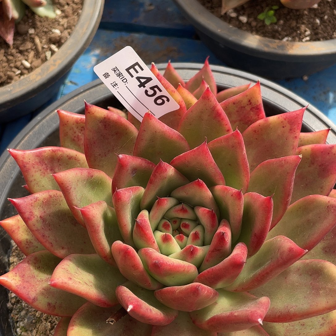 若如东云单拍E456