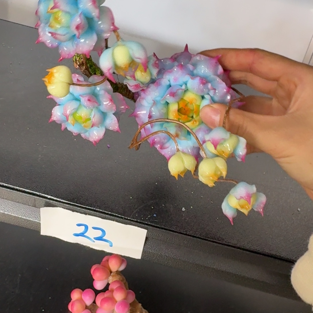 树脂22号哦哦哦哦哦哦哦