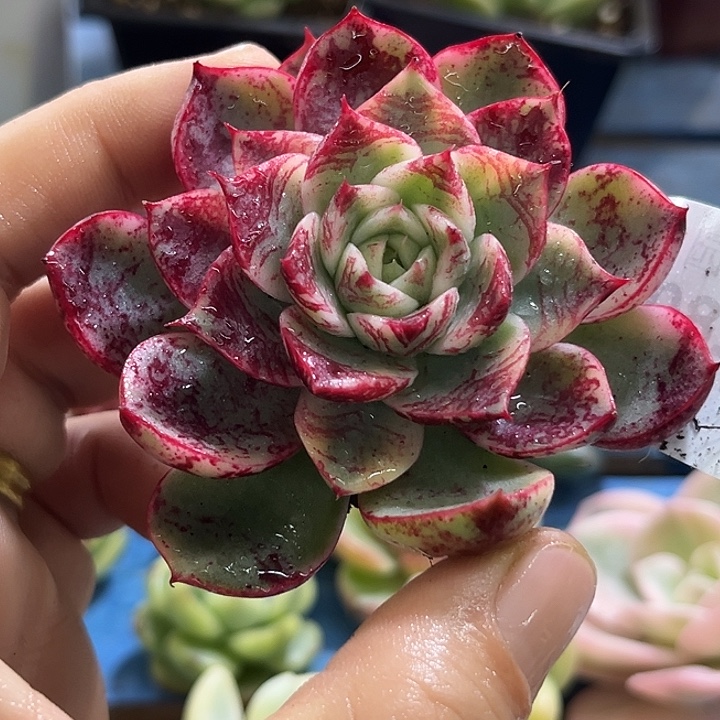 280血斑斗牛士腹轮锦炸