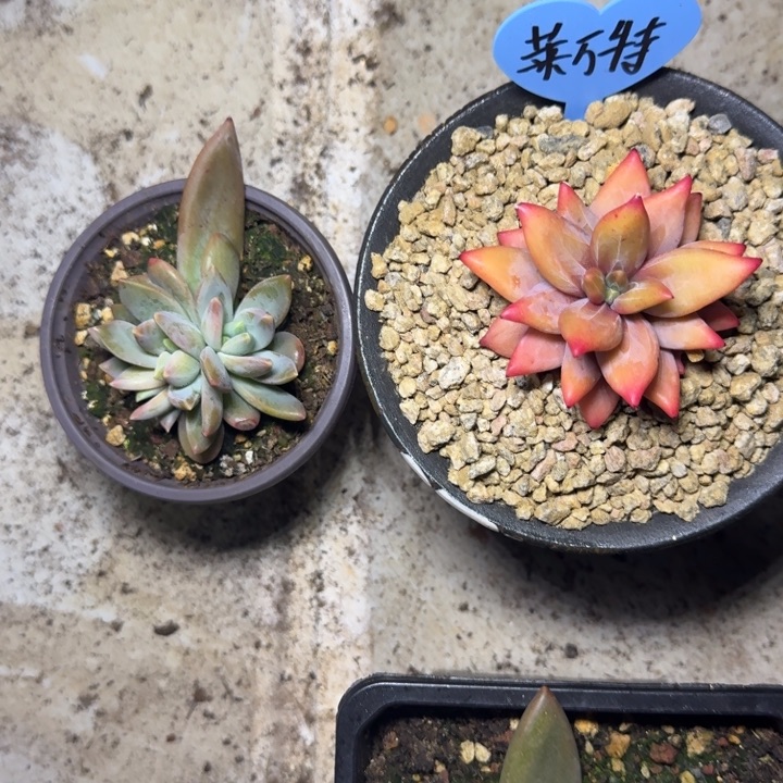莱万特 叶插  一物一拍