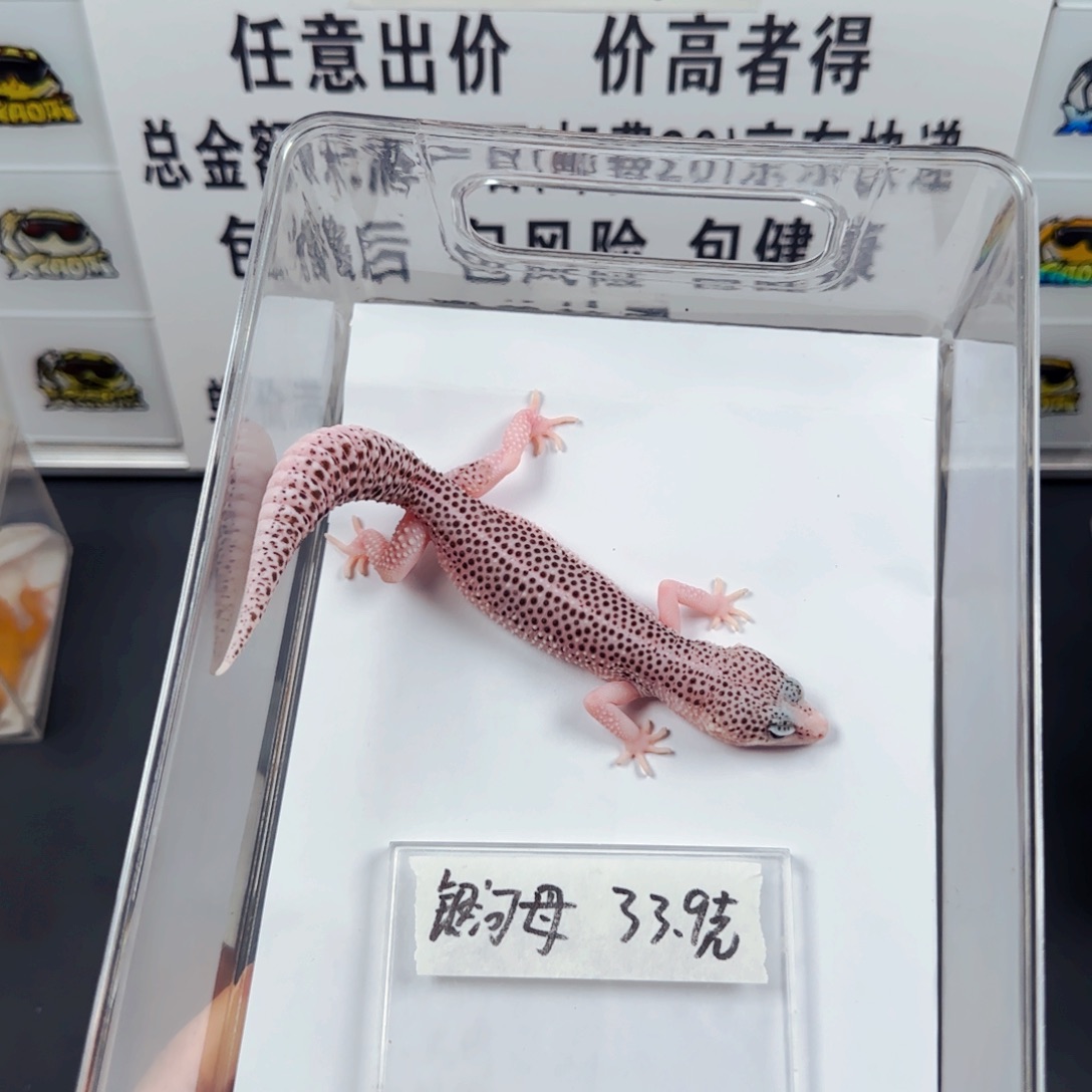 豹纹守宫豹纹守宫
