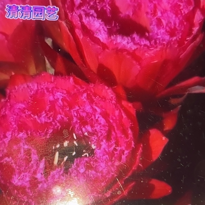 清清3-285根瑕疵仙人球