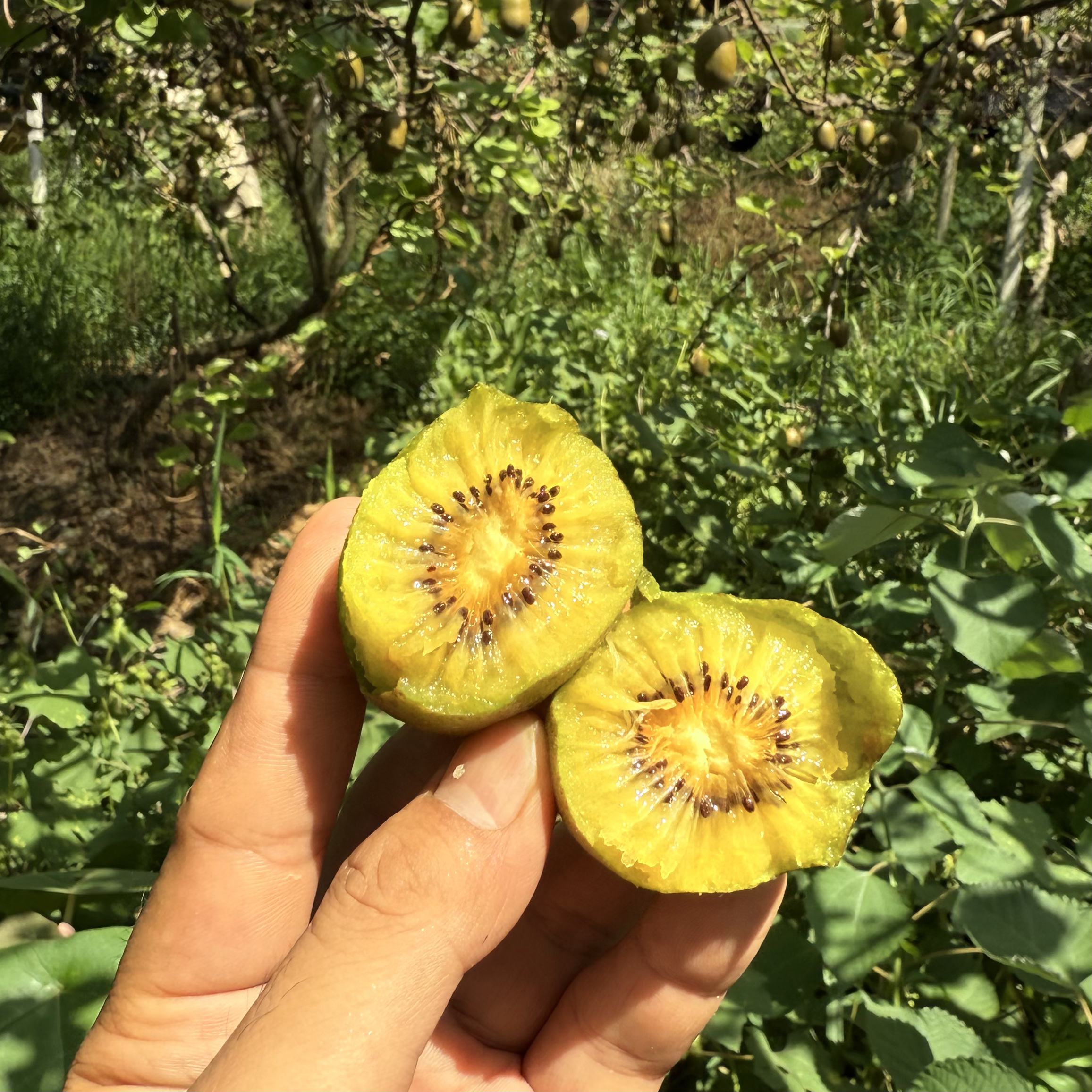 湘西安江野生黄心猕猴桃新鲜应季水果香甜多汁奇异果
