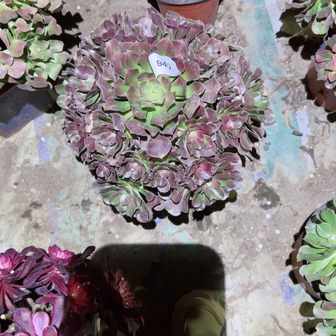 女巫中班法师多肉940