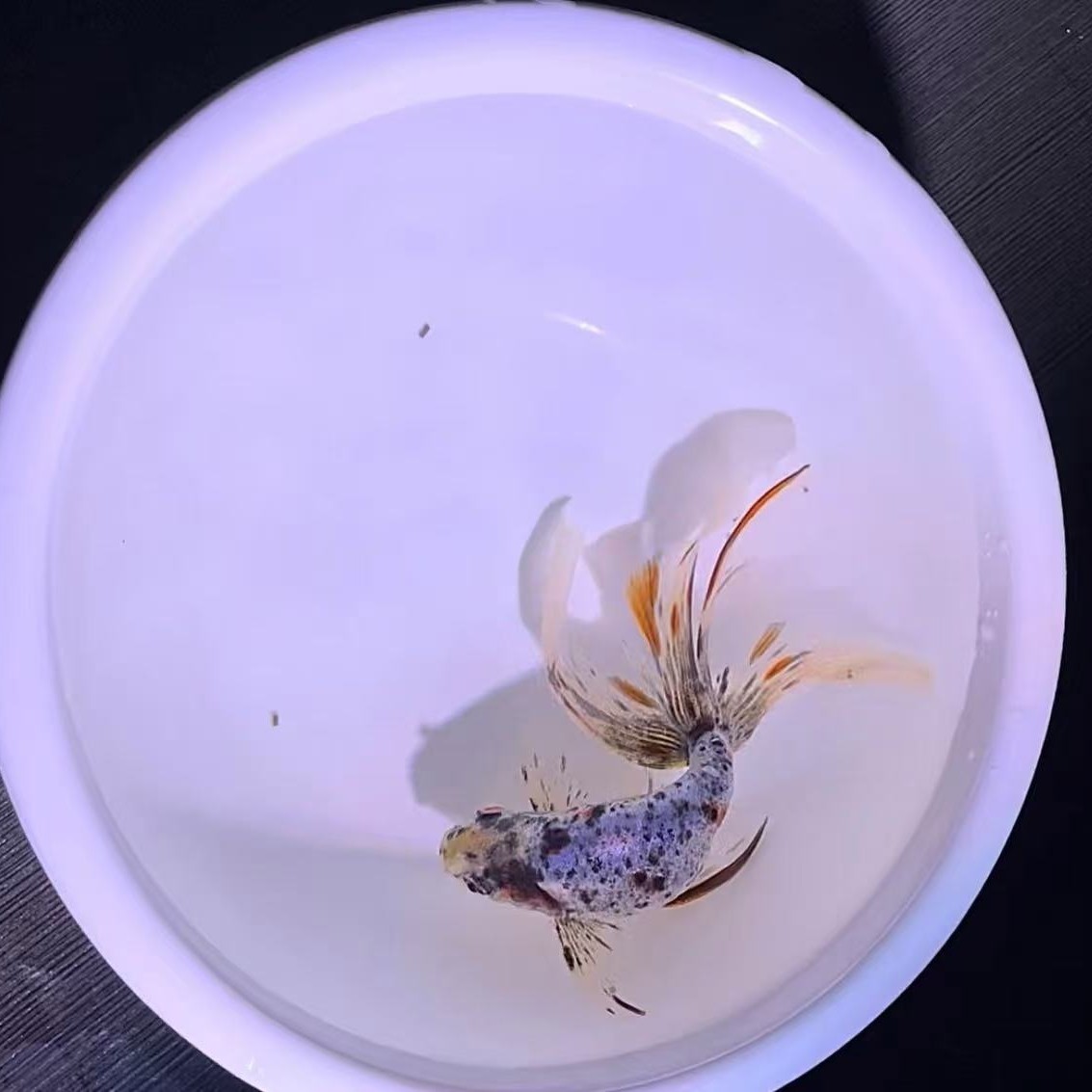 大号冷水鱼活体丹凤观赏鱼冷水鱼淡水鱼小型耐活好养