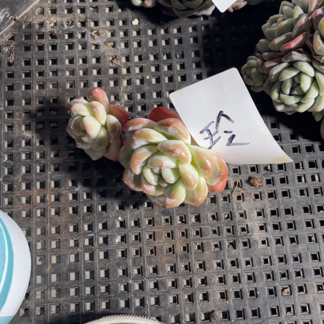 玲专拍冰玉老桩双头