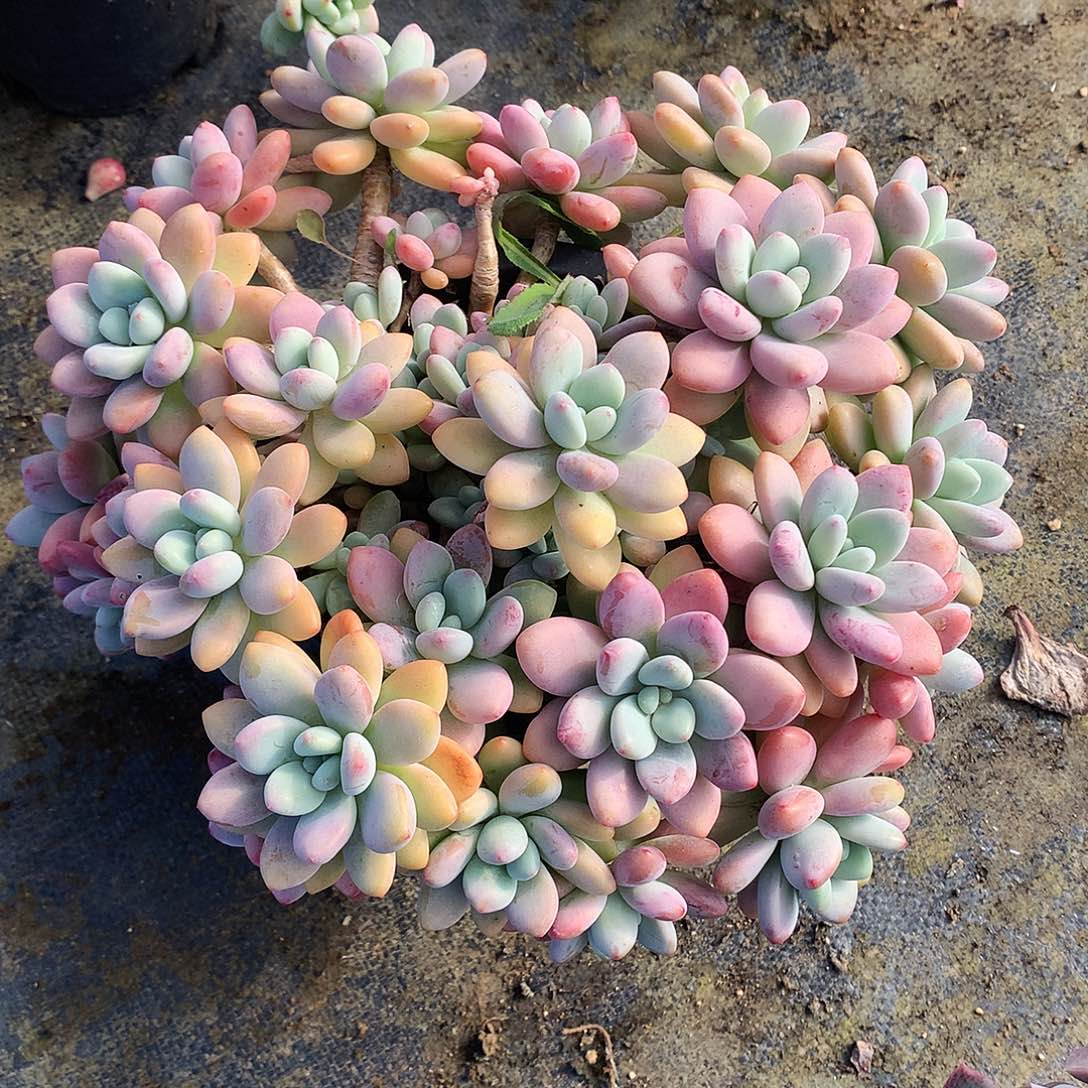 洛神多肉一物一拍