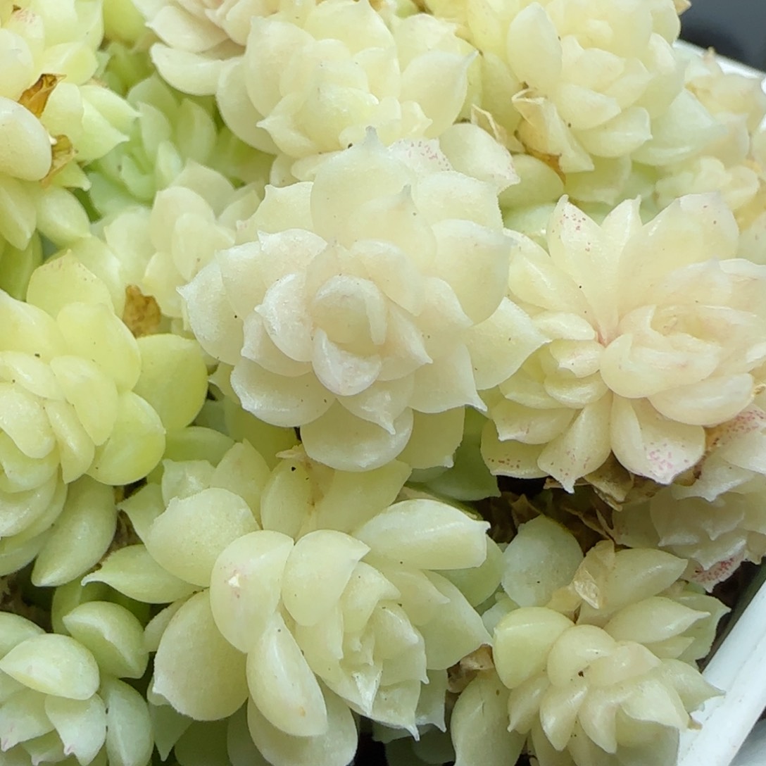 0119-205优选麦秆