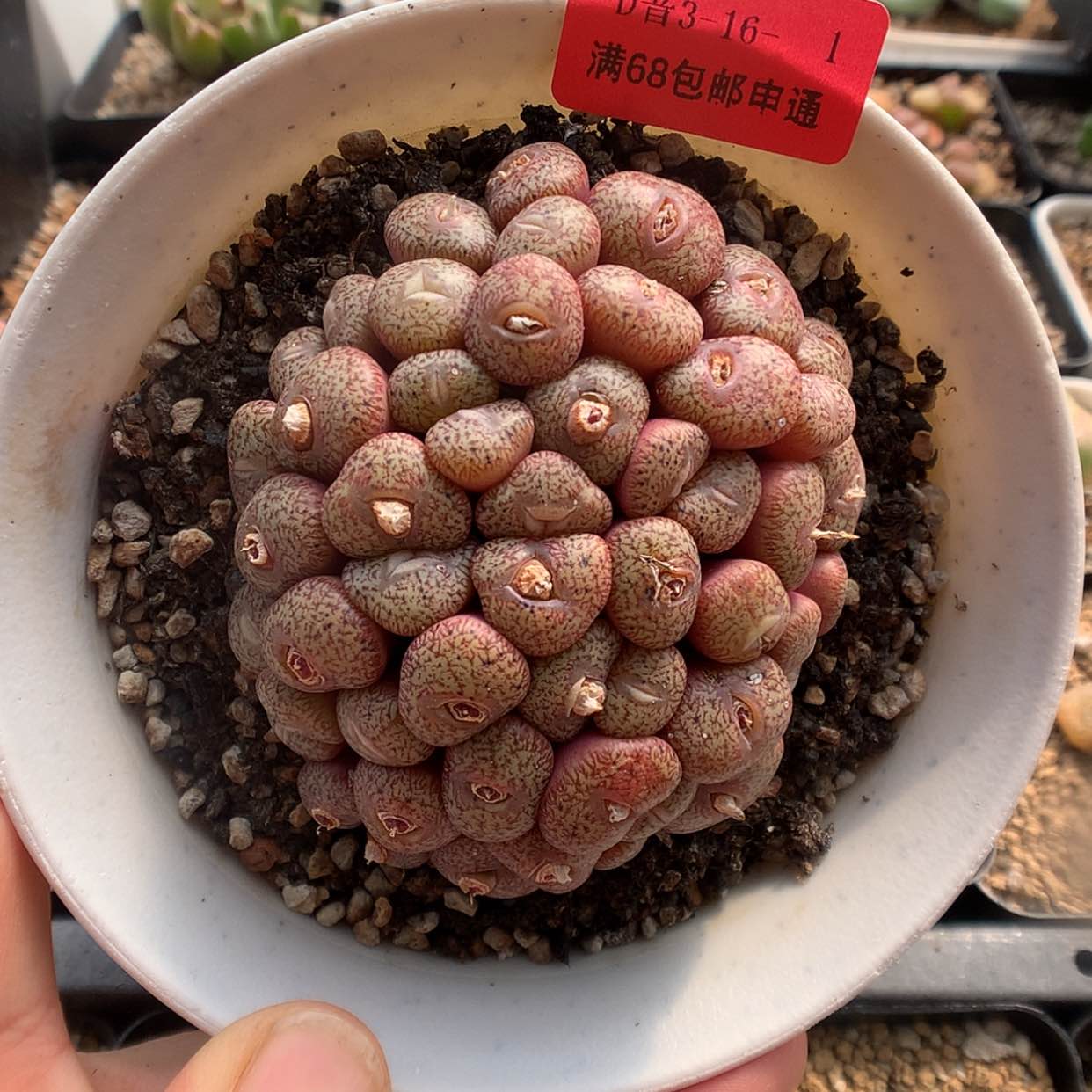 【闪购商品】3-16-1 密纹安贞一群特 150